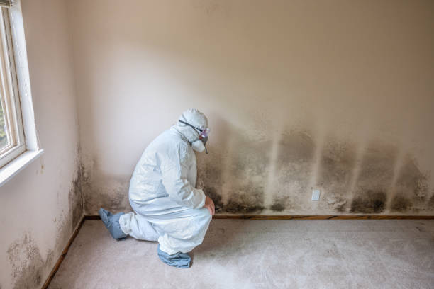 Office Mold Removal Services in Camp Verde, AZ