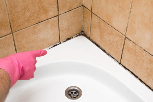 Best Mold Cleaning Services  in Camp Verde, AZ
